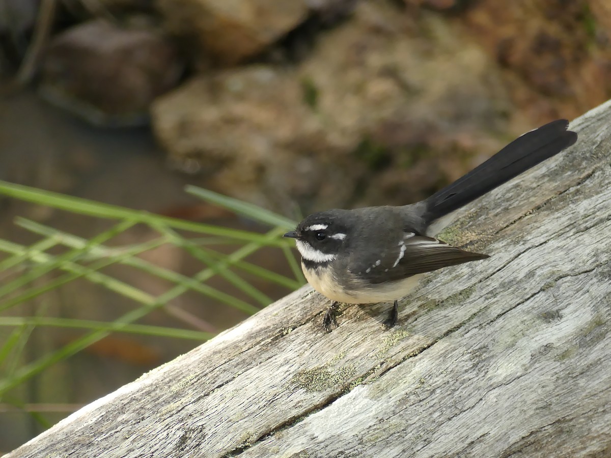 Gray Fantail - Hugh Price