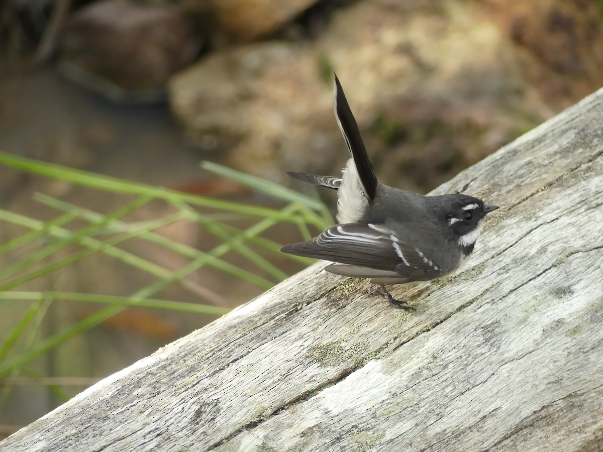 Gray Fantail - Hugh Price