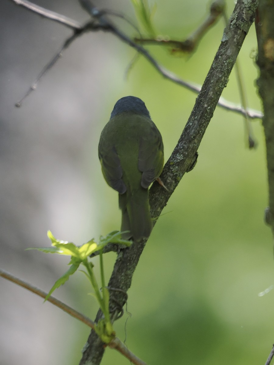 Mourning Warbler - Lorri W