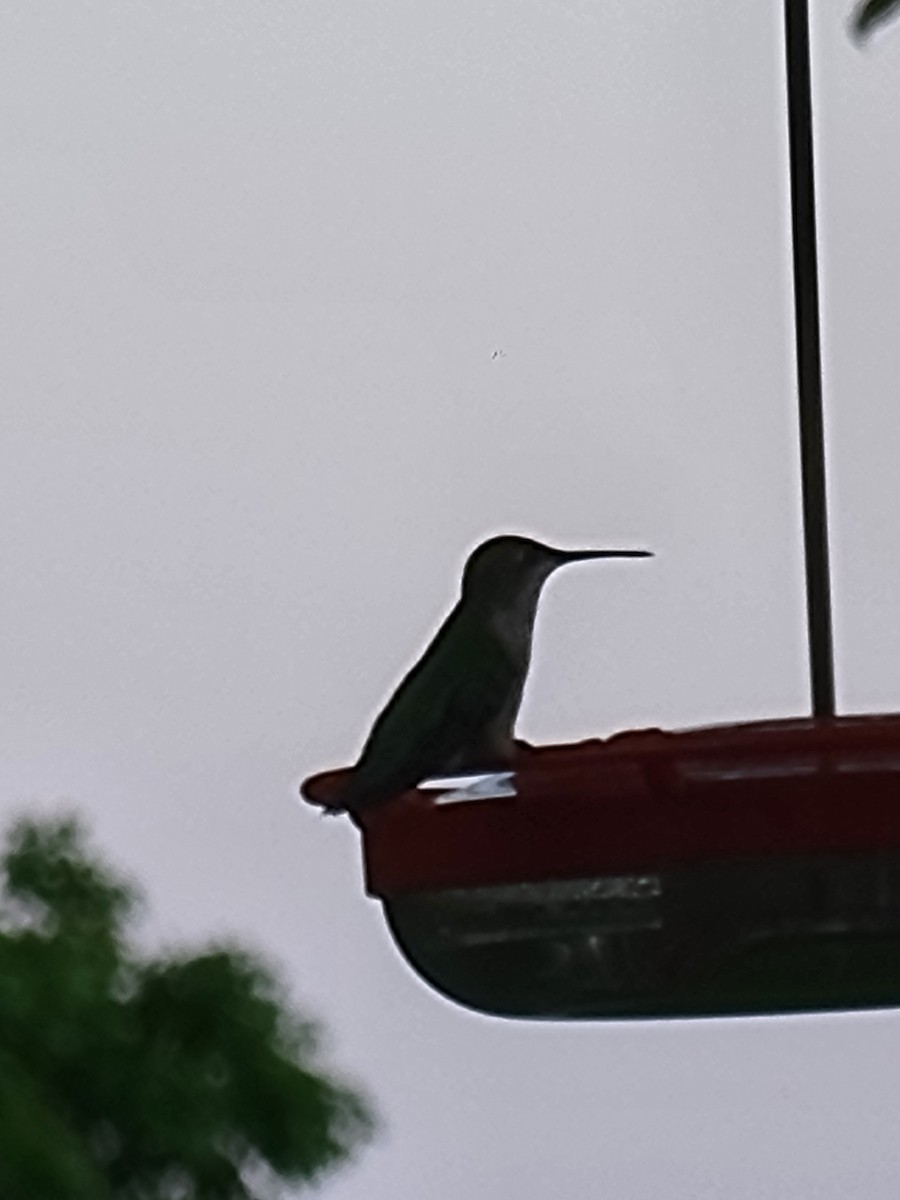 Ruby-throated Hummingbird - Scott Harp