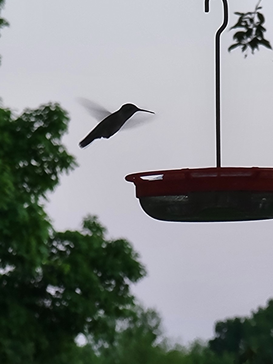 Ruby-throated Hummingbird - Scott Harp