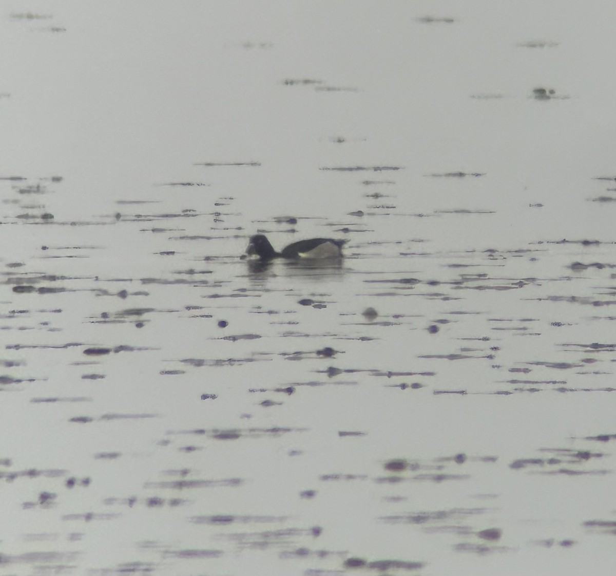 Ring-necked Duck - ML619258857