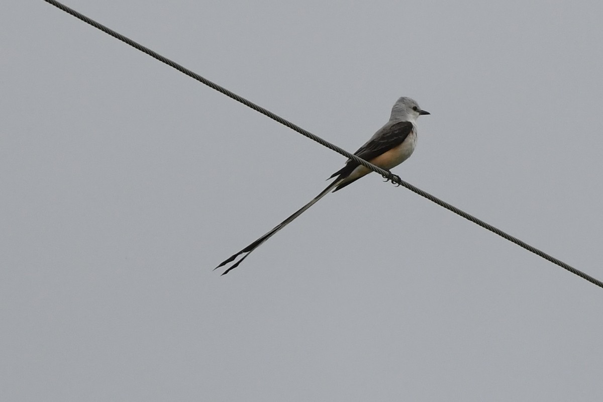 Scissor-tailed Flycatcher - James White