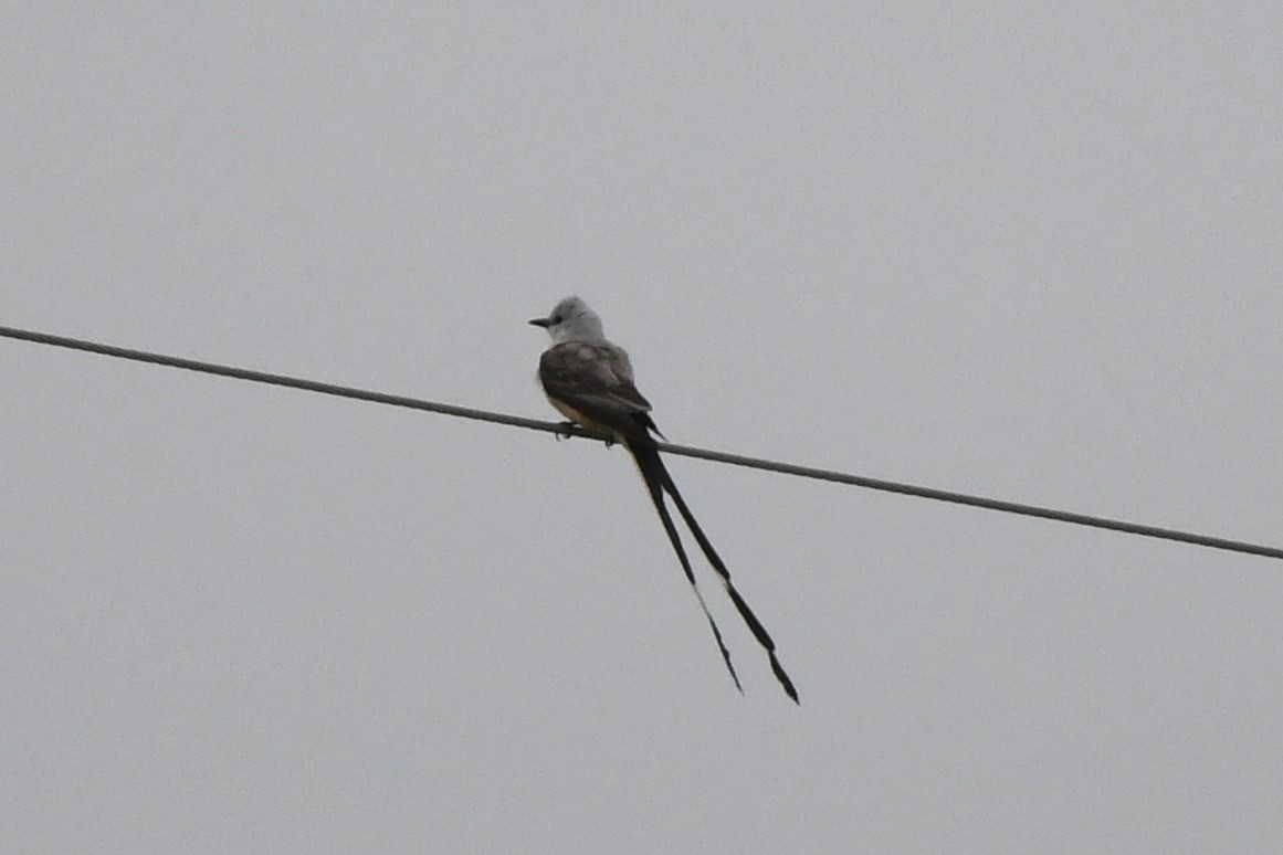 Scissor-tailed Flycatcher - James White