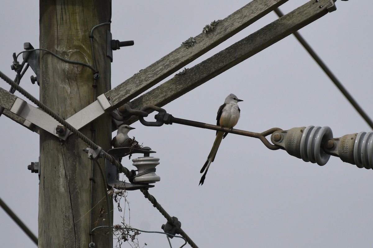 Scissor-tailed Flycatcher - James White