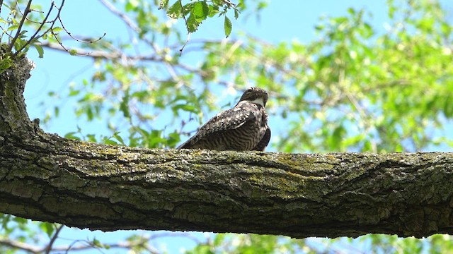 Common Nighthawk - ML619258887