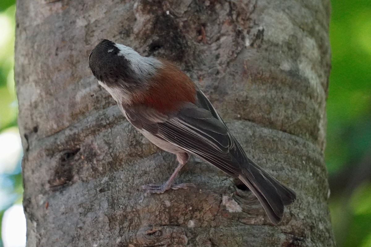 Chestnut-backed Chickadee - Susan Iannucci