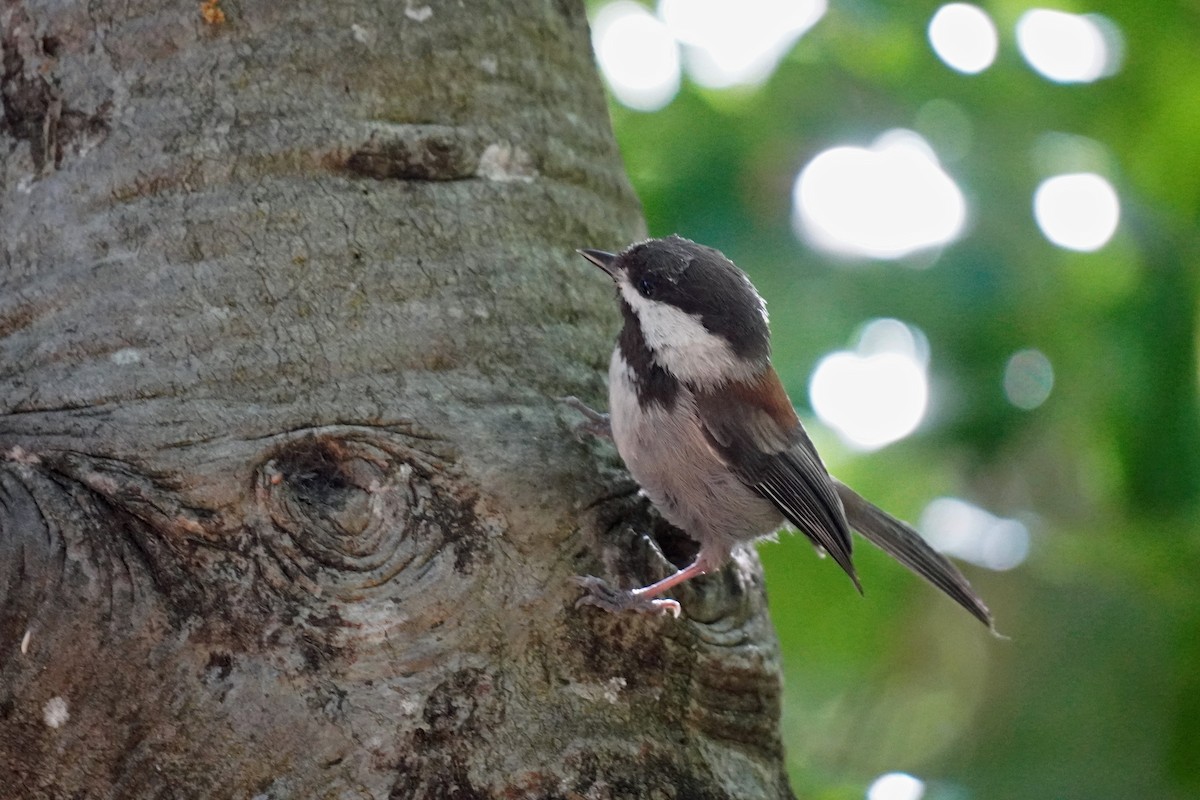 Chestnut-backed Chickadee - Susan Iannucci