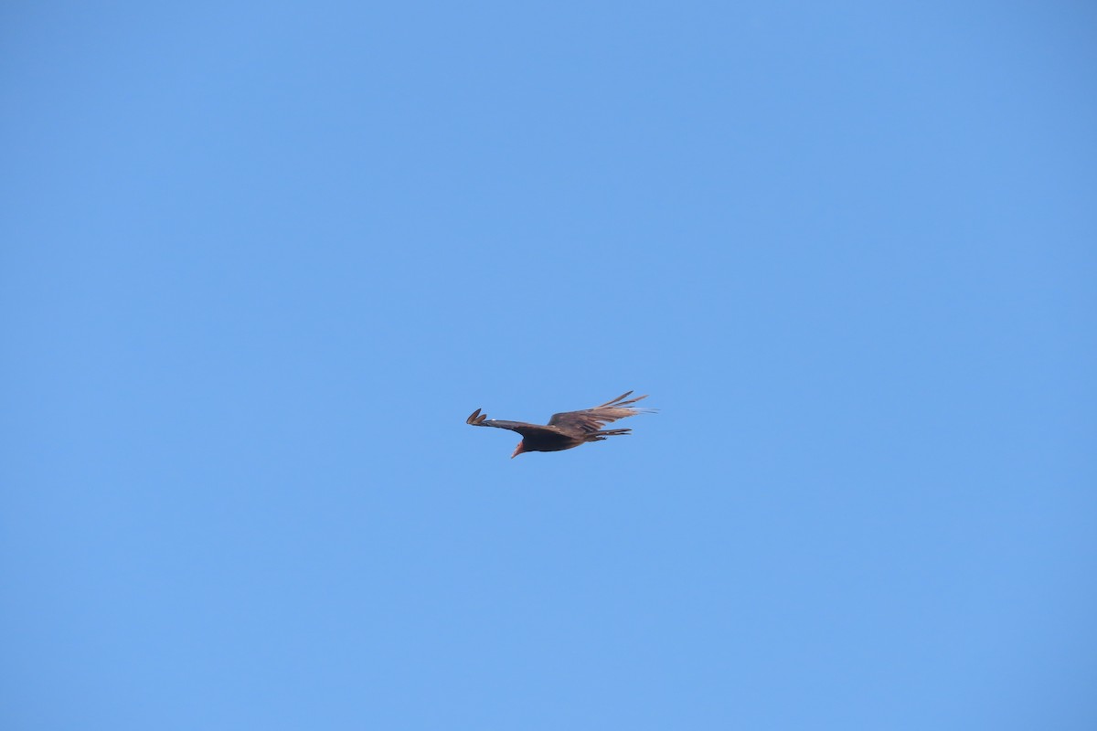 Lesser Yellow-headed Vulture - ML619258929