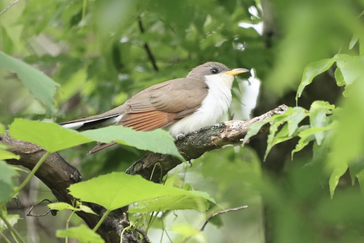 Yellow-billed Cuckoo - Jo VerMulm