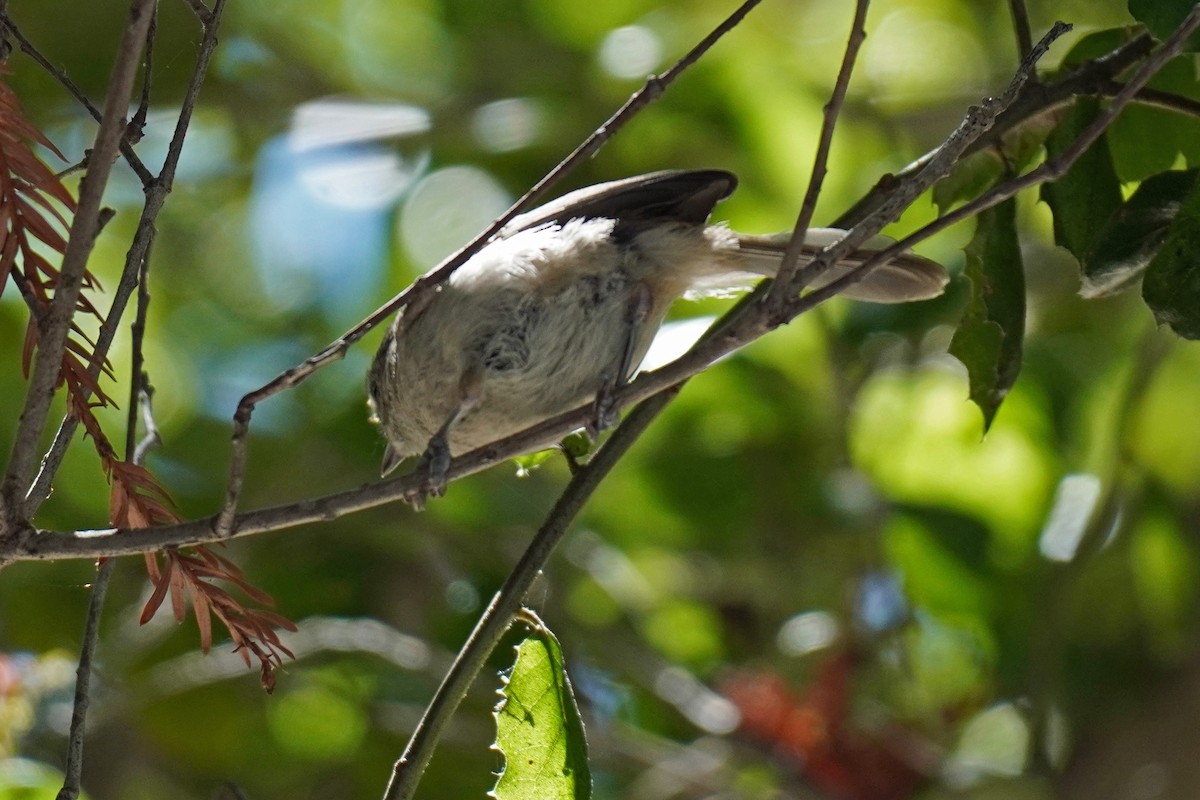 Oak Titmouse - ML619258937