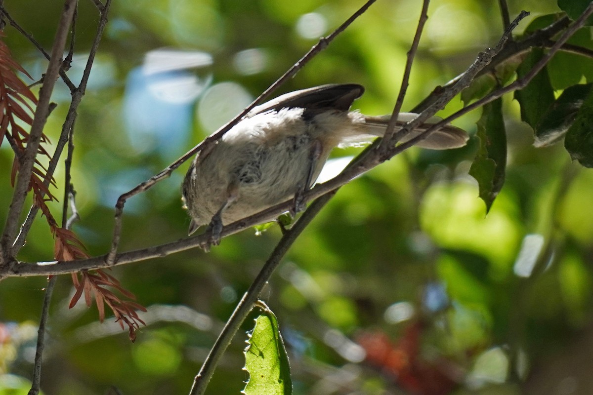 Oak Titmouse - Susan Iannucci