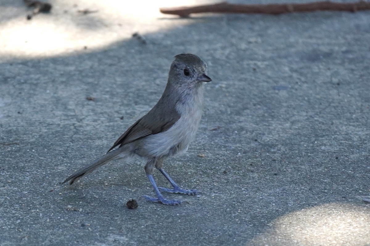 Oak Titmouse - Susan Iannucci