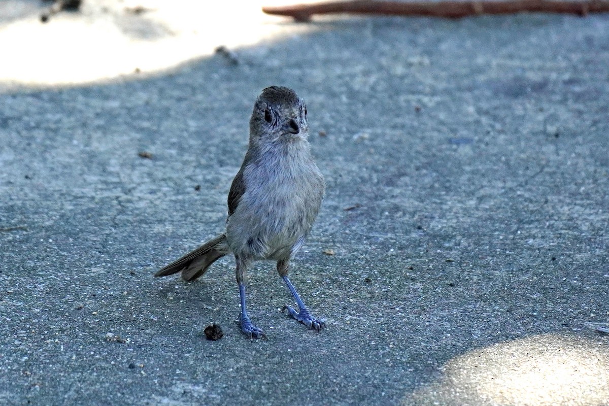 Oak Titmouse - ML619258939
