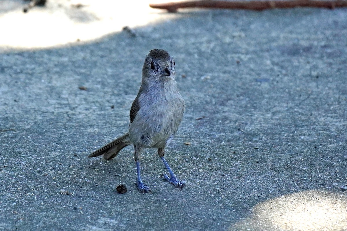 Oak Titmouse - Susan Iannucci