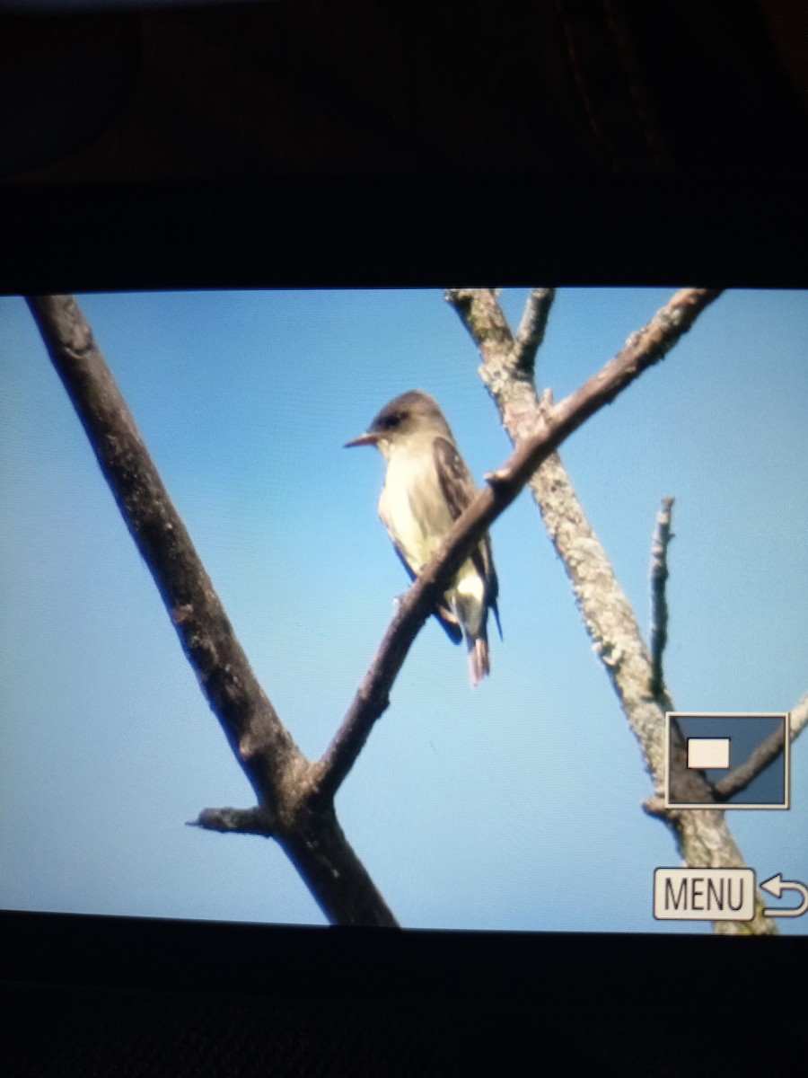 Olive-sided Flycatcher - Michael  Autin