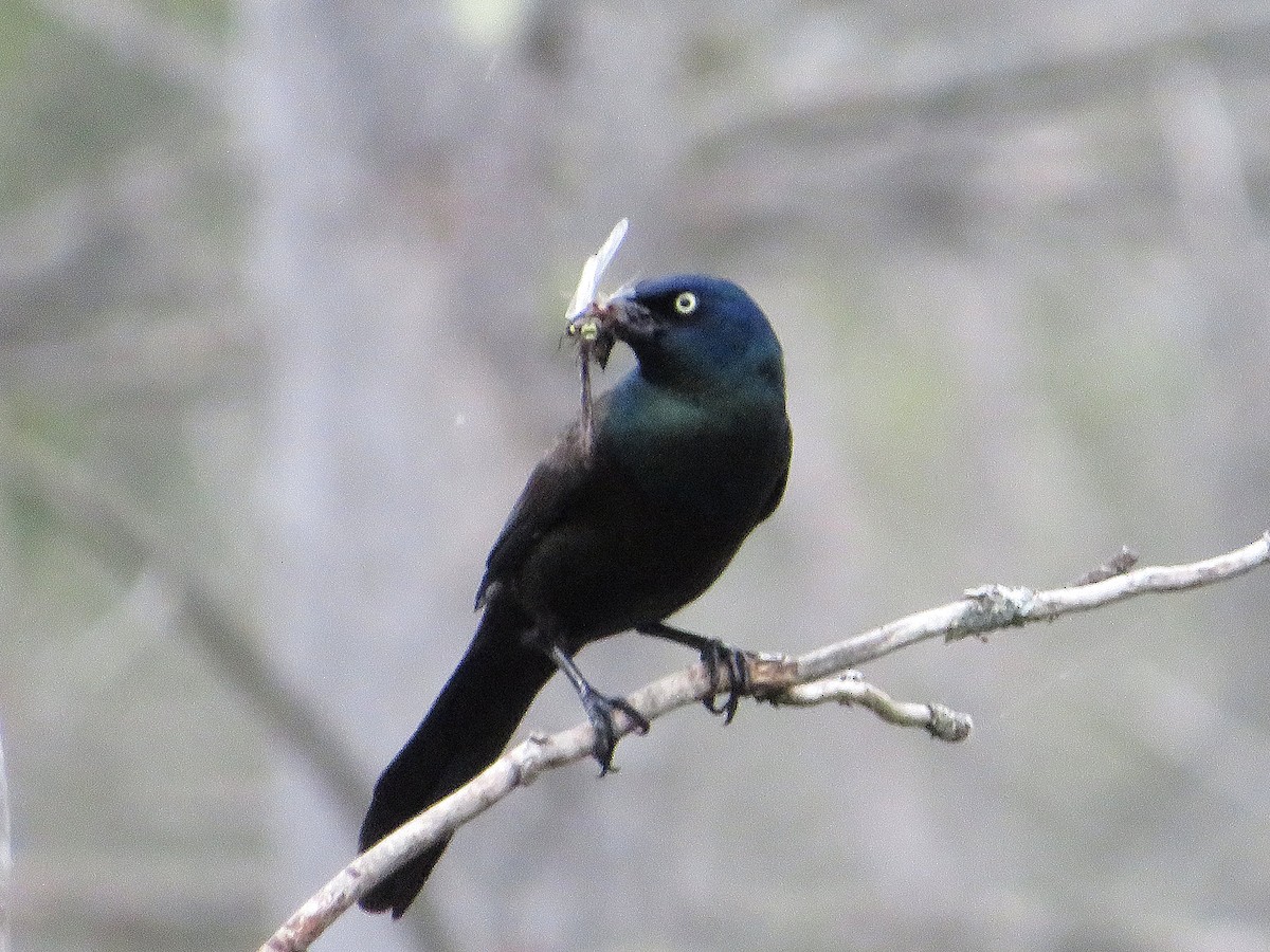 Common Grackle - Marianne Friers