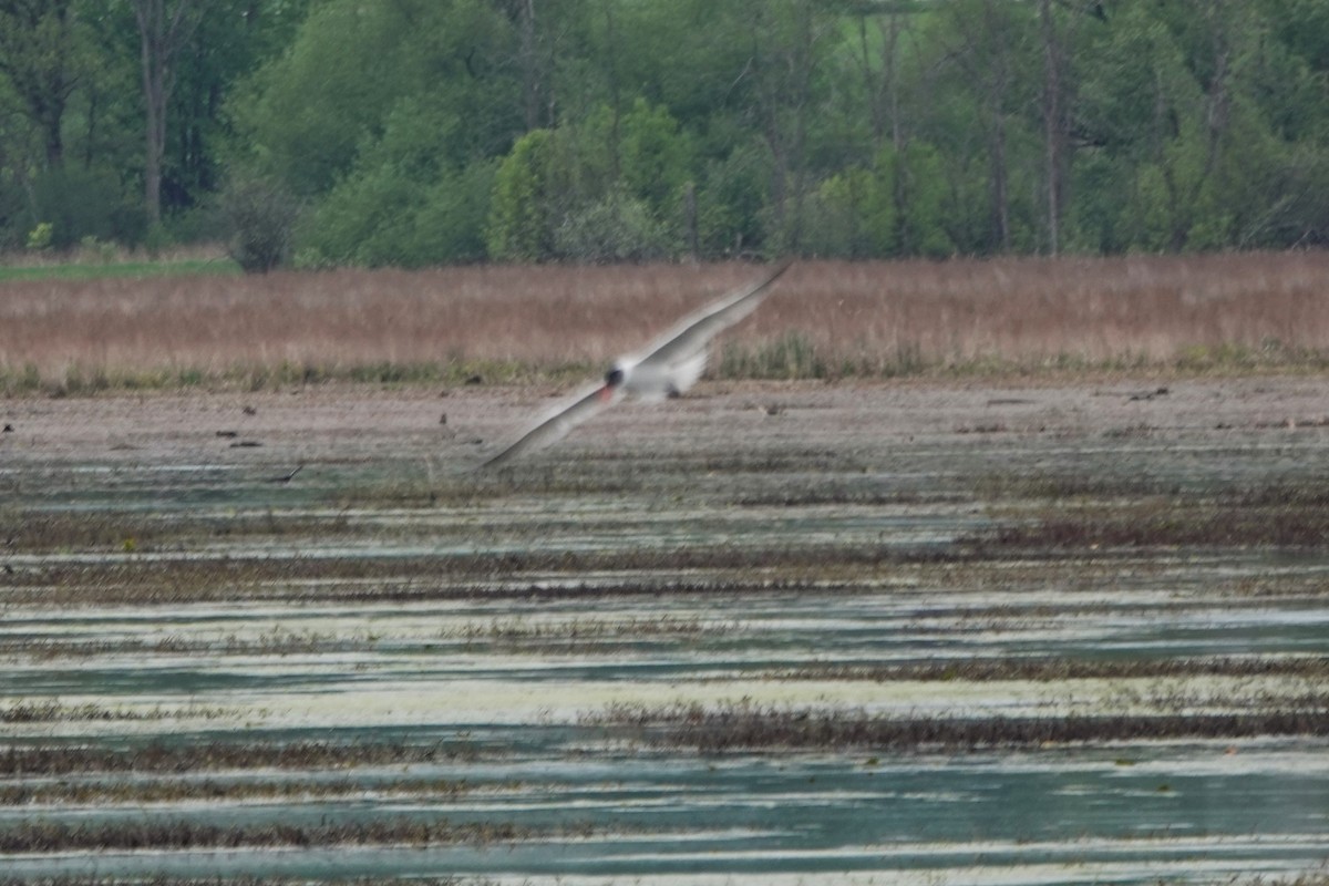 Caspian Tern - Daniel Ouellette