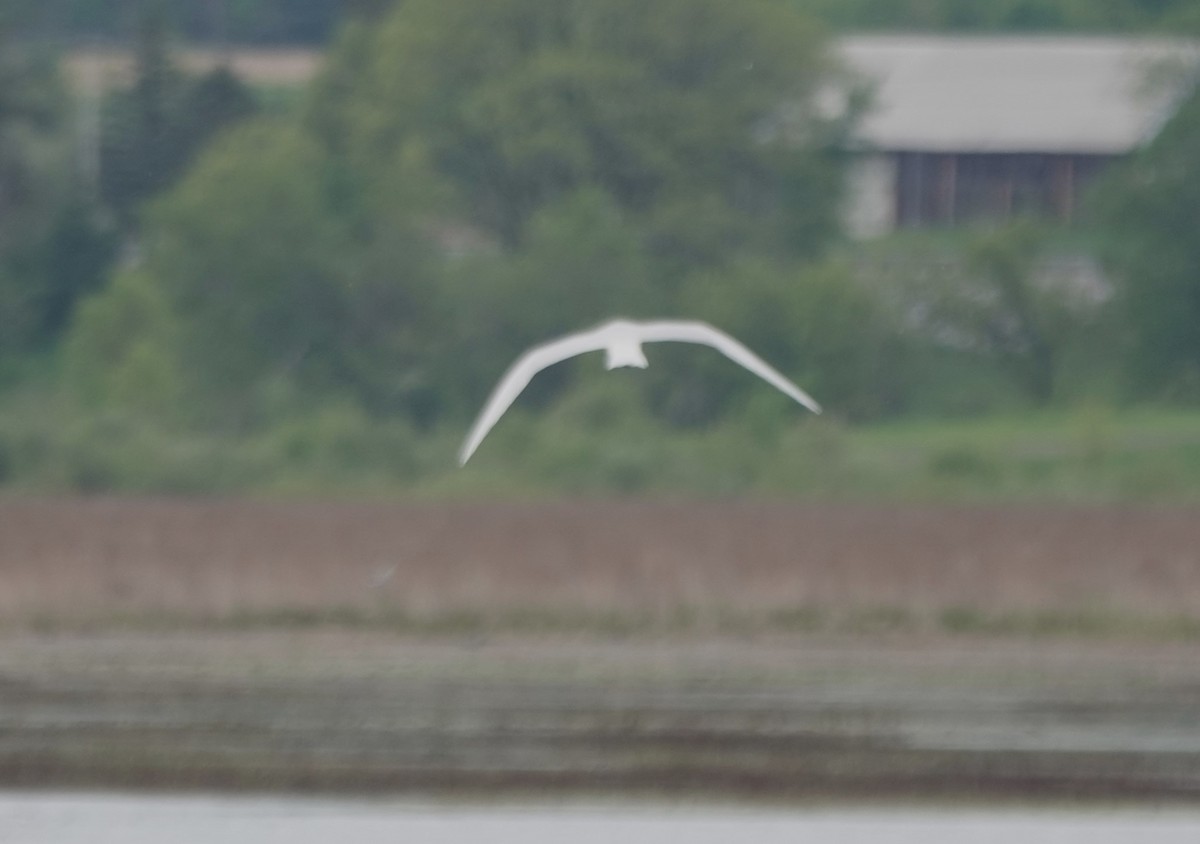 Caspian Tern - Daniel Ouellette