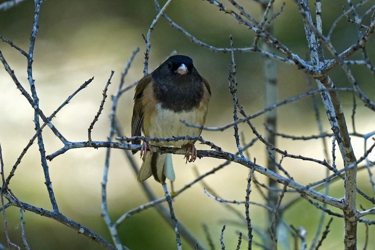 Dark-eyed Junco - ML619258955