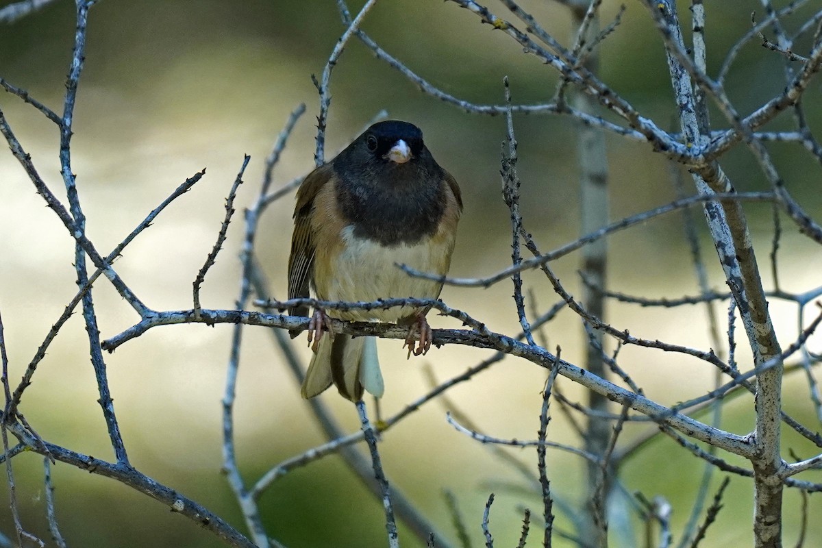 Dark-eyed Junco - Susan Iannucci