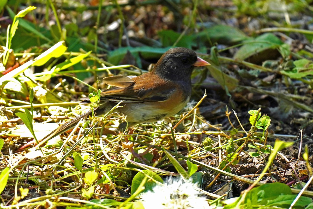 Dark-eyed Junco - Susan Iannucci