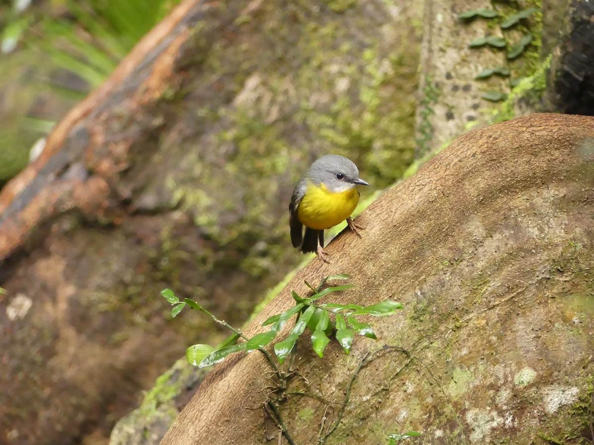 Eastern Yellow Robin - ML619258960