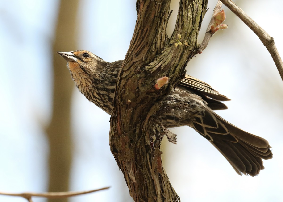 Red-winged Blackbird - Katrina Moilanen