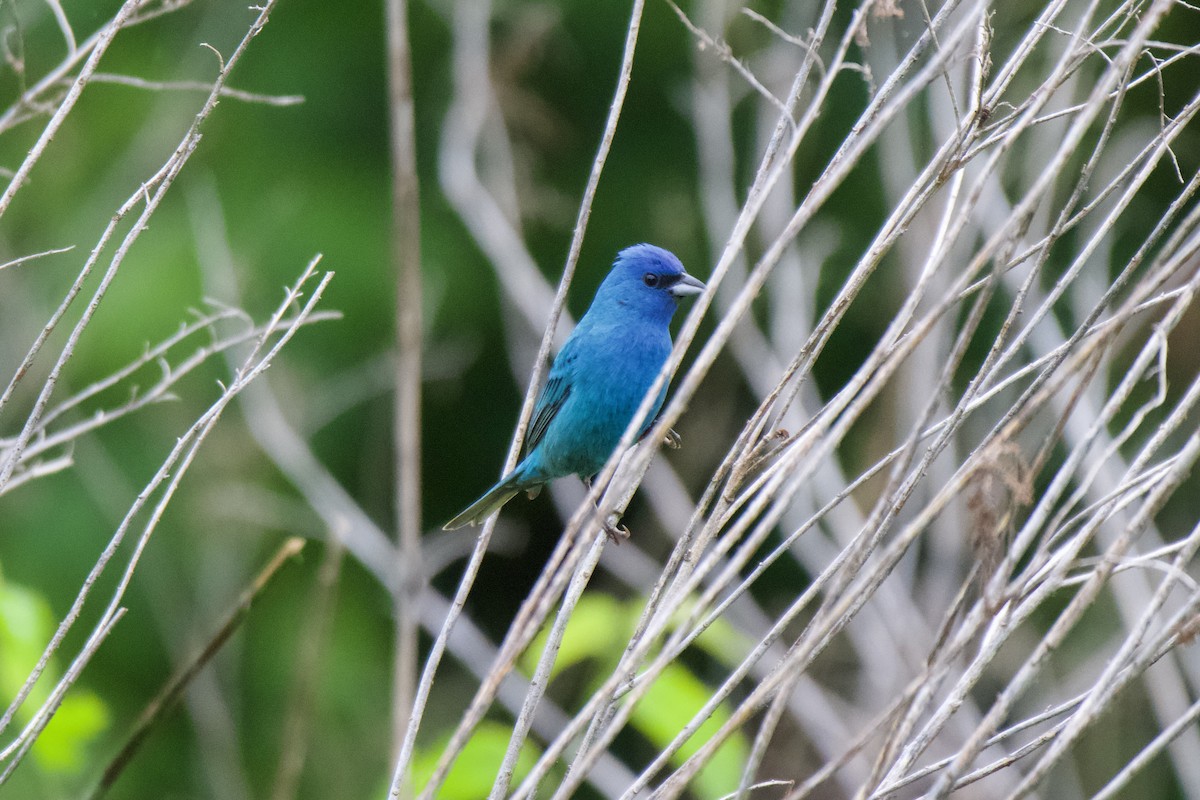 Indigo Bunting - Jin Bai