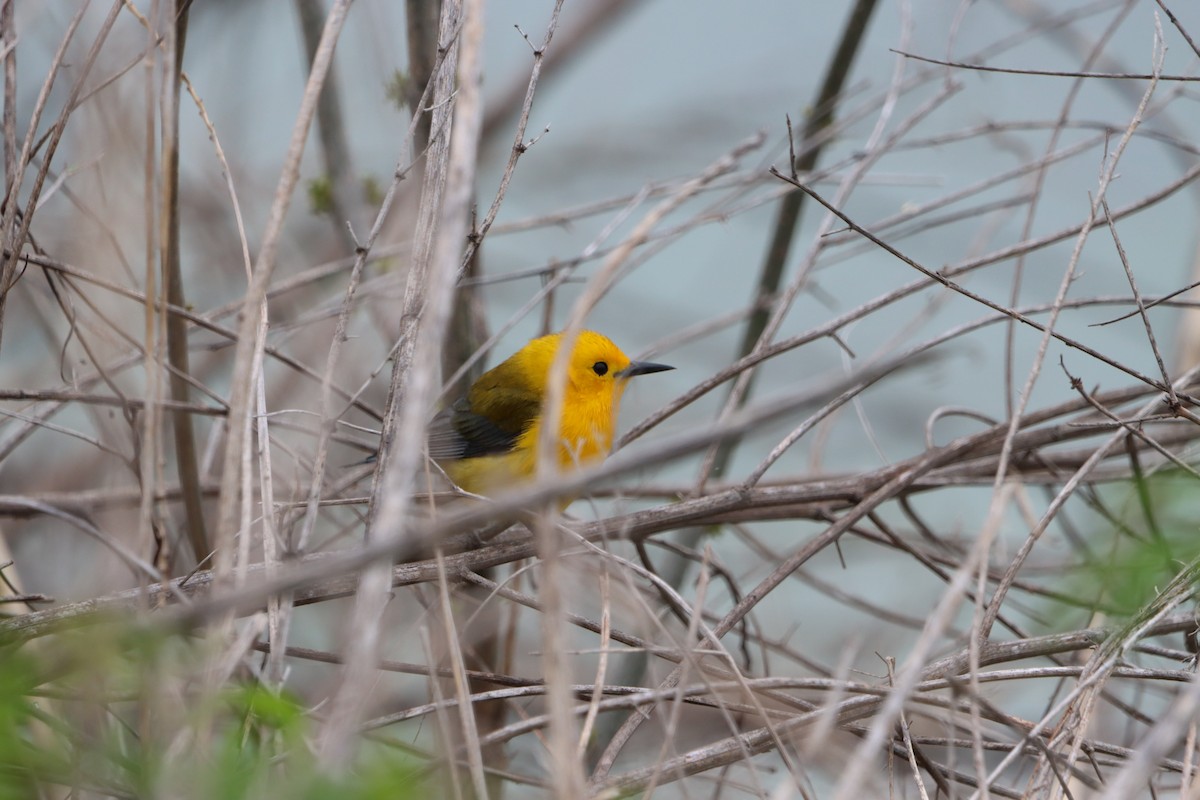 Prothonotary Warbler - Jo VerMulm