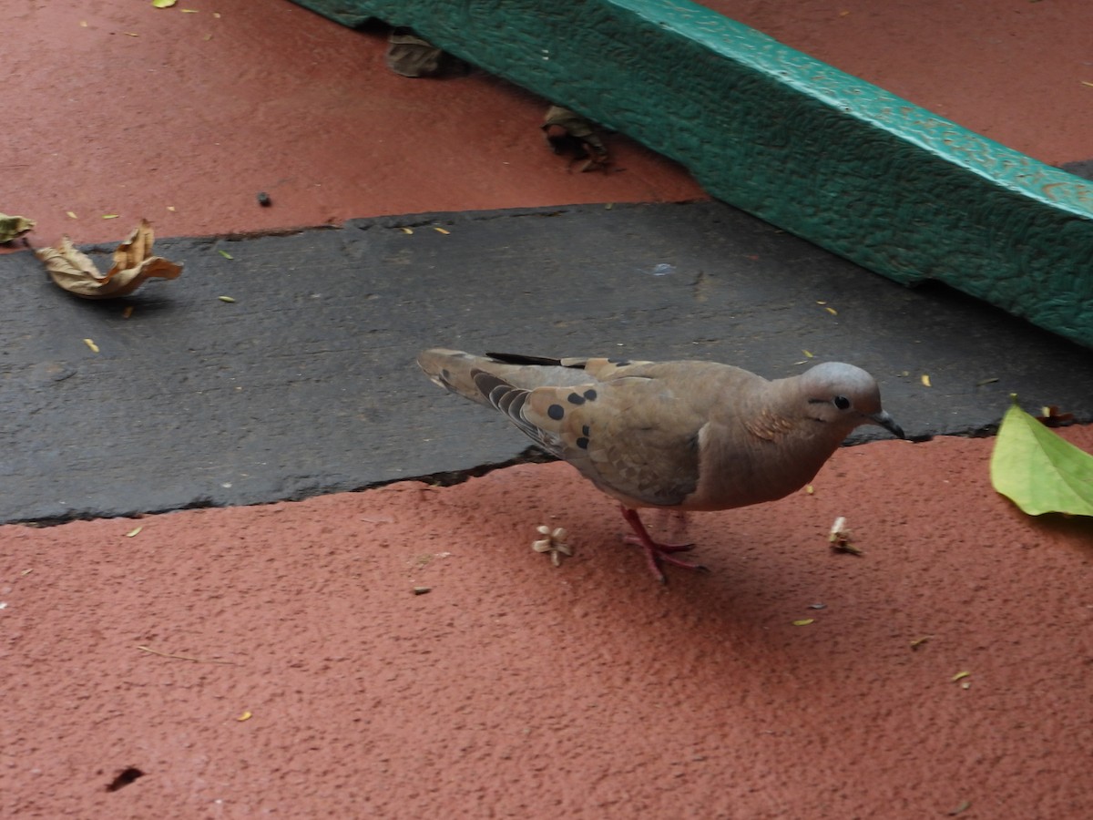 Eared Dove - Albeiro Erazo Farfán