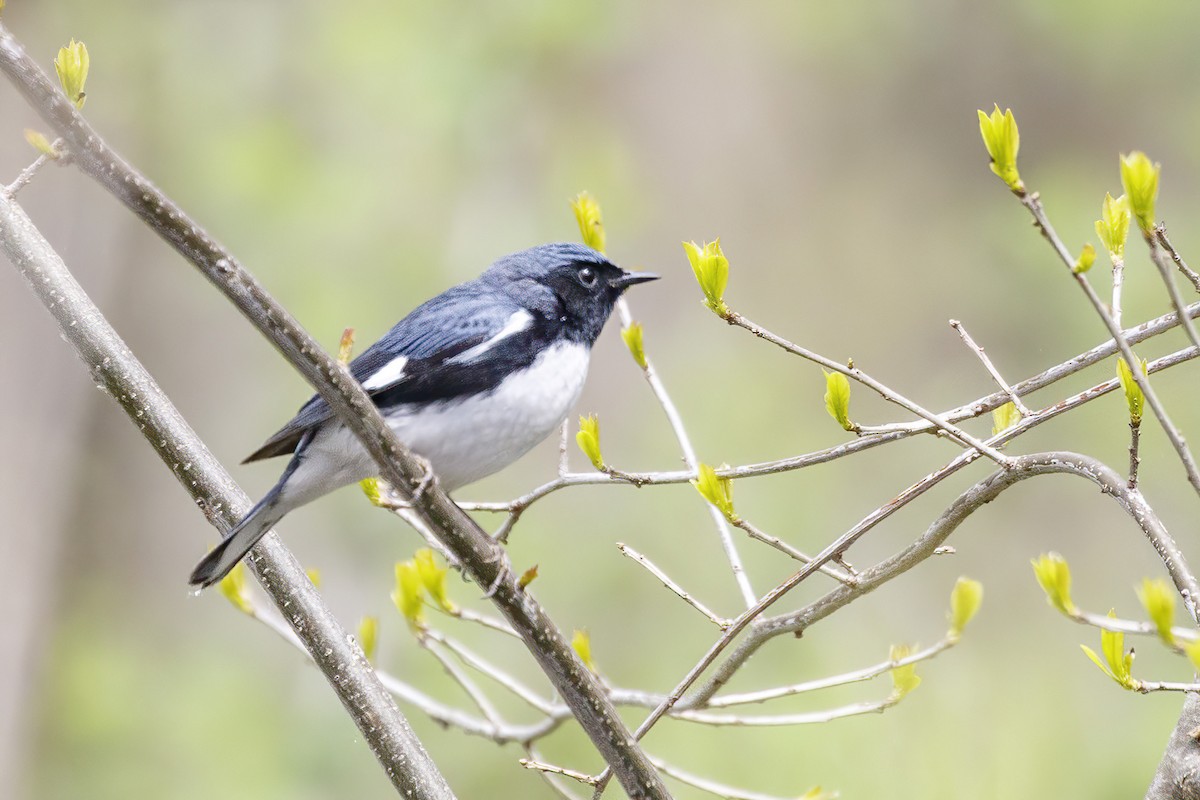 Black-throated Blue Warbler - Jeanne Verhulst