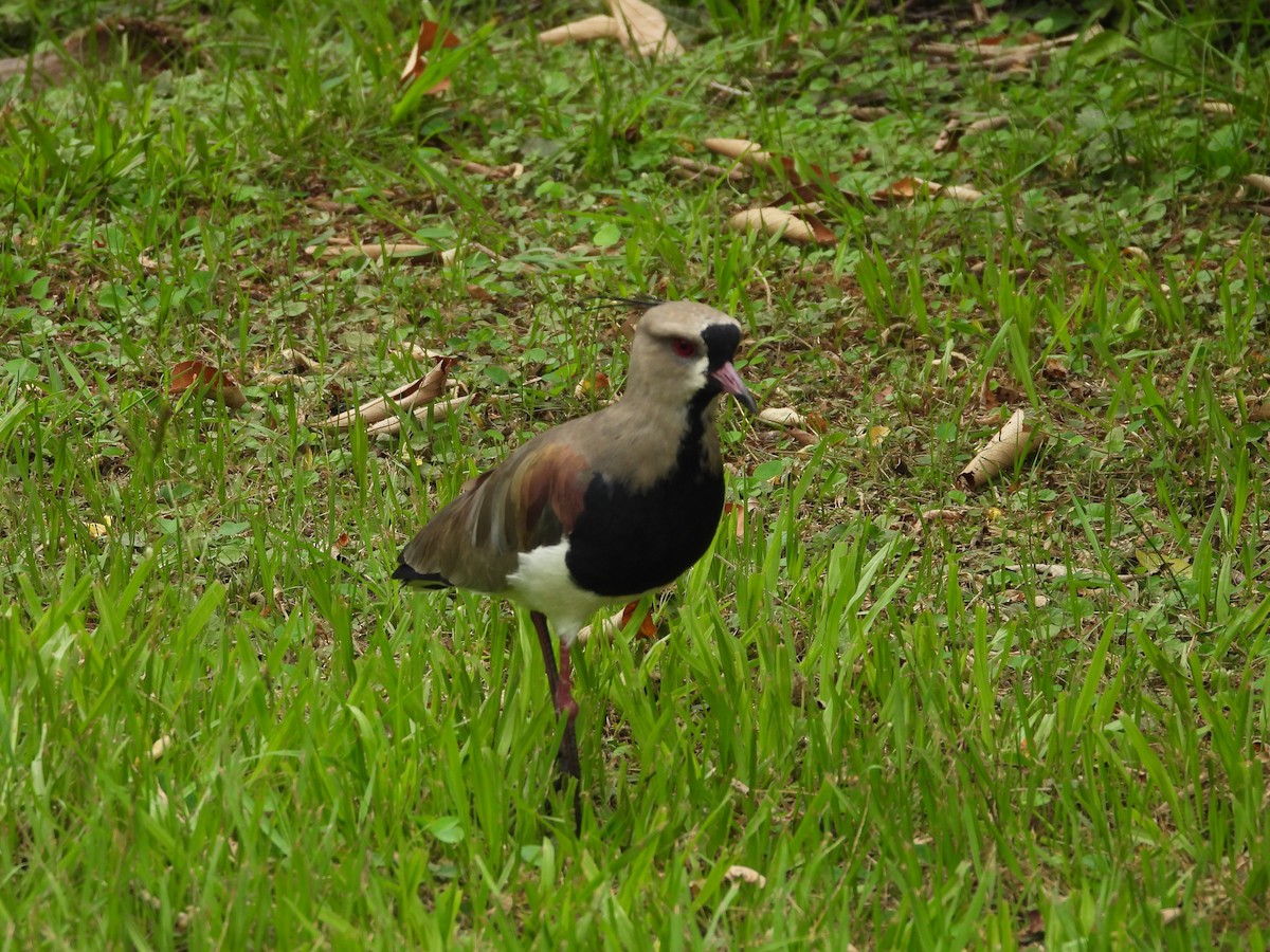 Southern Lapwing - Albeiro Erazo Farfán