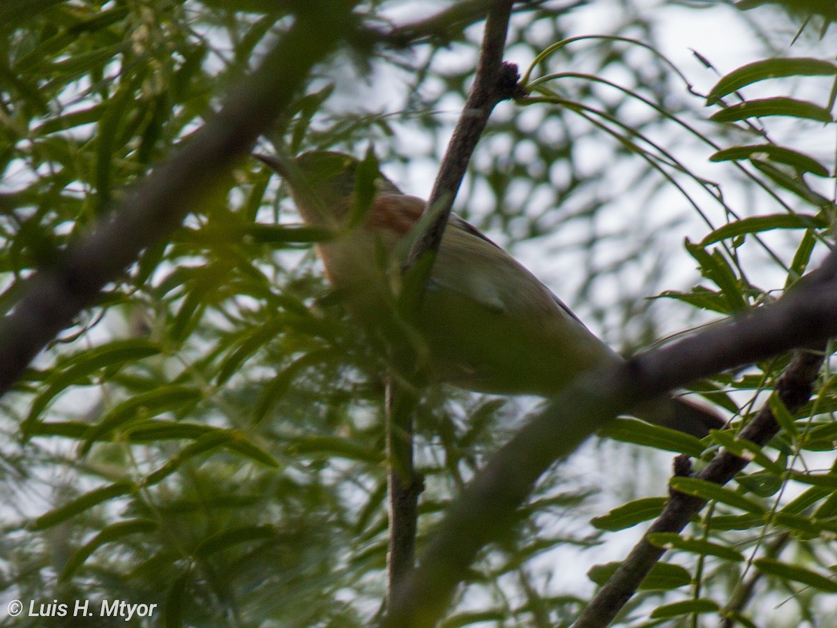 Bay-breasted Warbler - Luis Humberto Montemayor