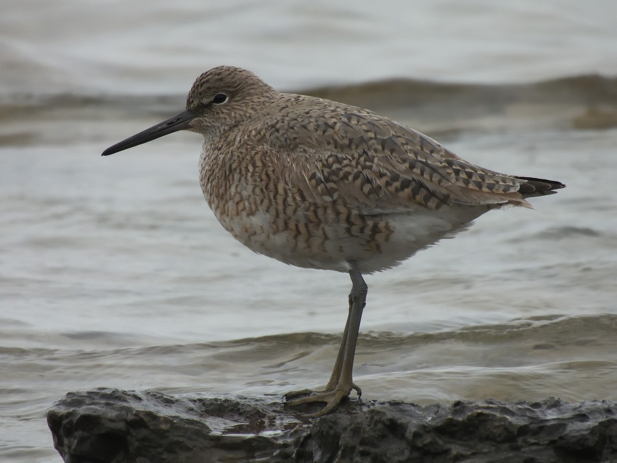 Willet - ML619259028