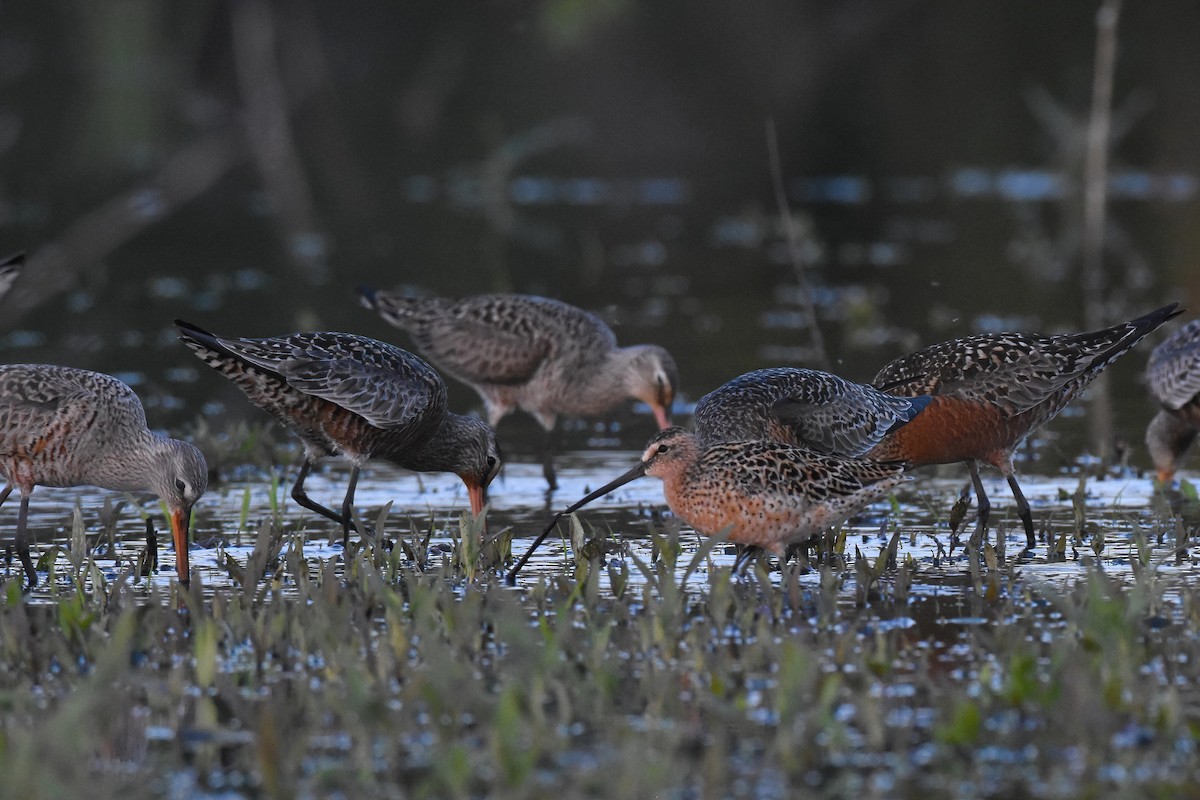 Short-billed Dowitcher (hendersoni) - Brandon Caswell