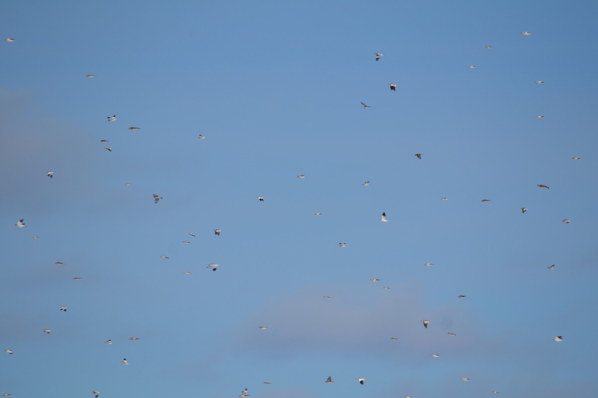 Snow Bunting - Sarah Bonnett