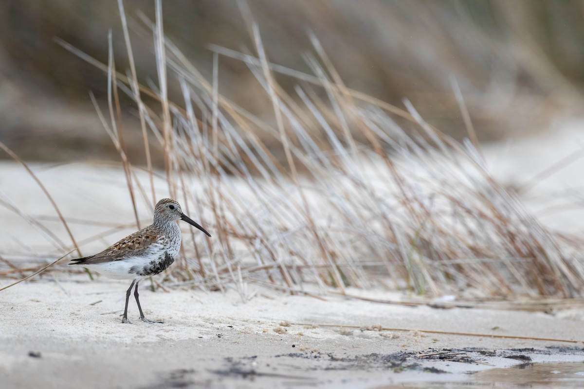 Dunlin - Ryan Douglas