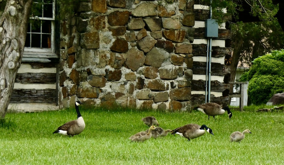 Canada Goose - Connee Chandler