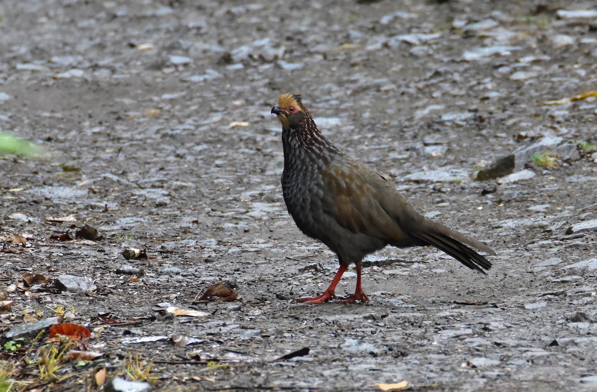 Buffy-crowned Wood-Partridge - ML619259064