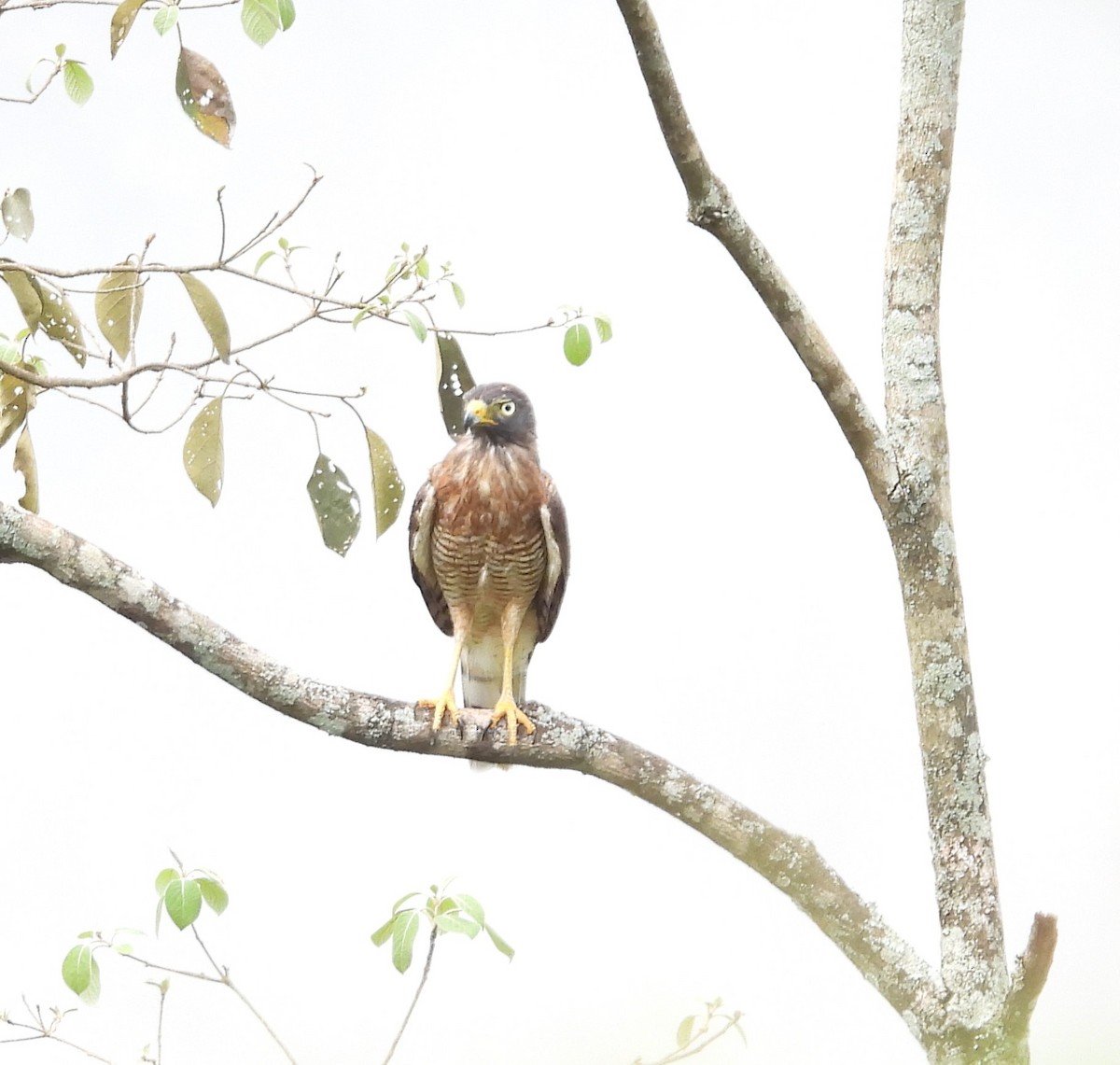 Roadside Hawk - Albeiro Erazo Farfán