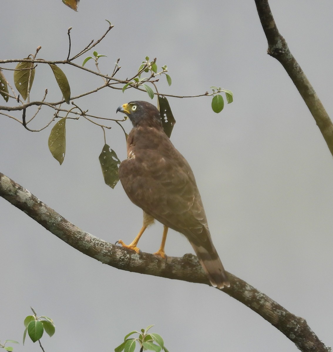 Roadside Hawk - Albeiro Erazo Farfán