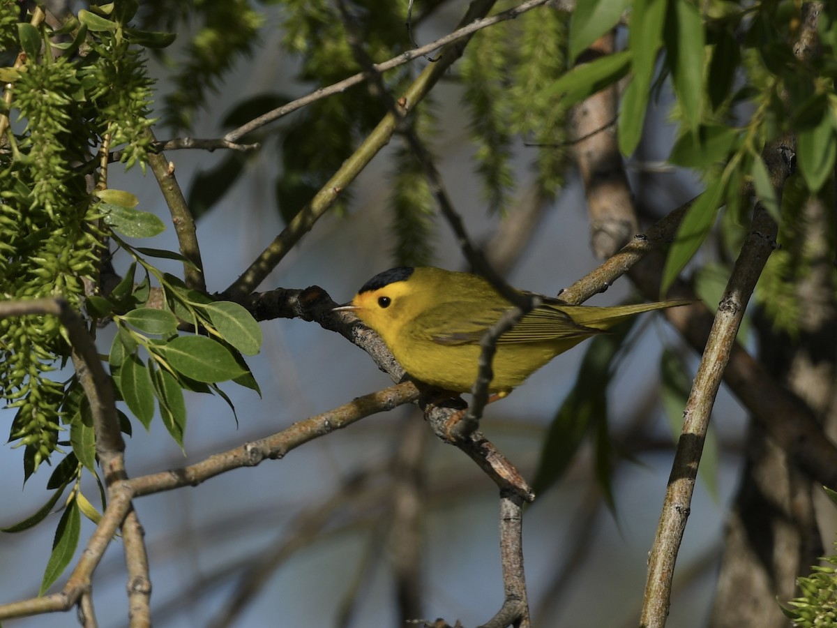 Wilson's Warbler - ML619259079