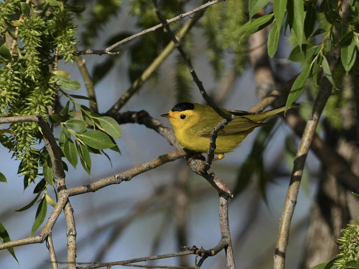 Wilson's Warbler - ML619259080