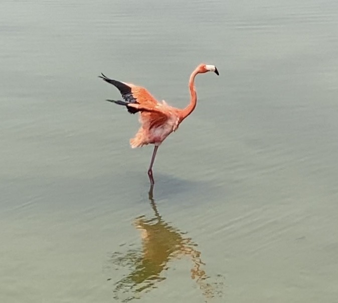 American Flamingo - Margaret Farese