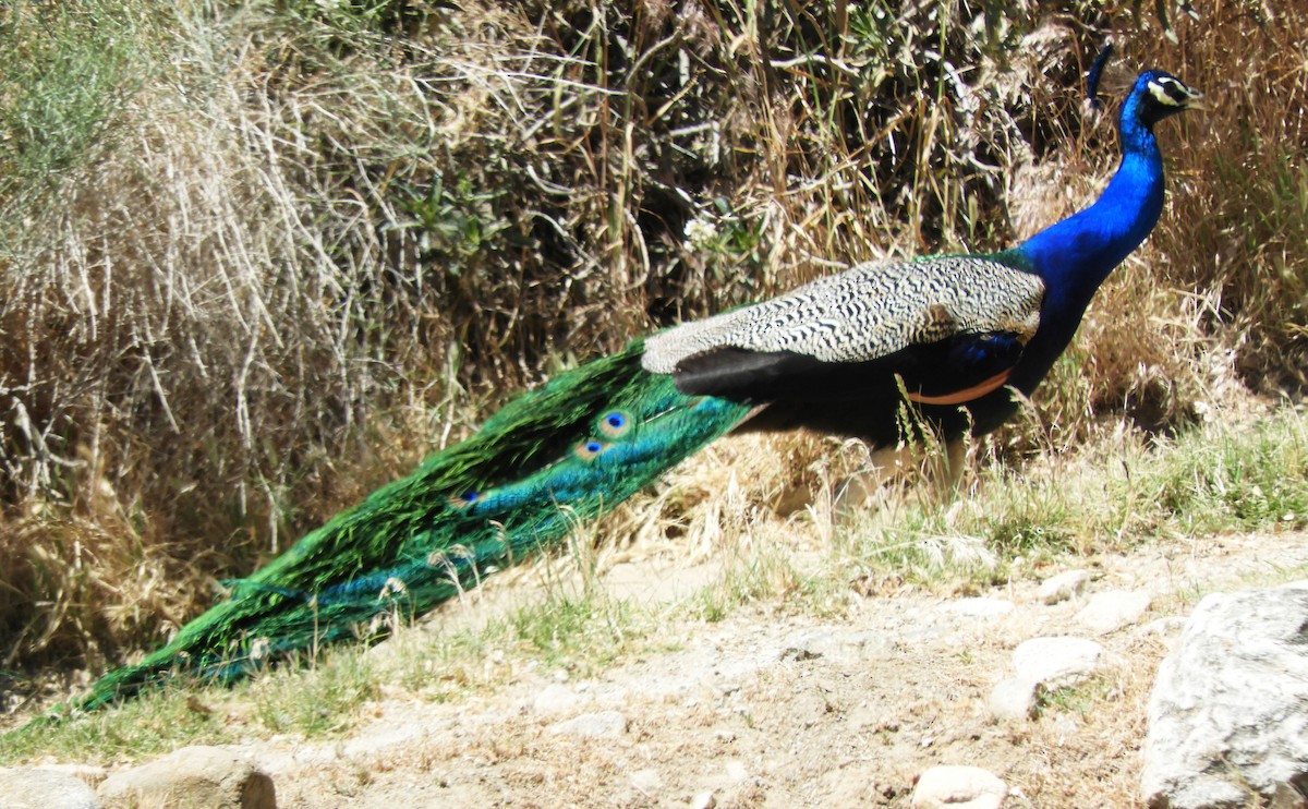 Indian Peafowl (Domestic type) - Becky Kitto