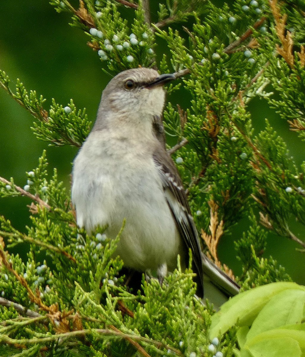 Northern Mockingbird - Connee Chandler