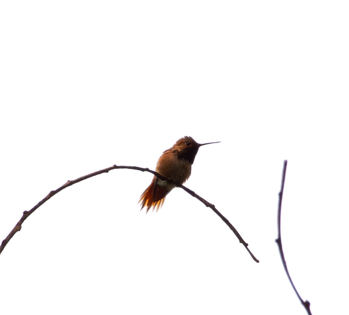 Allen's Hummingbird - ML619259127