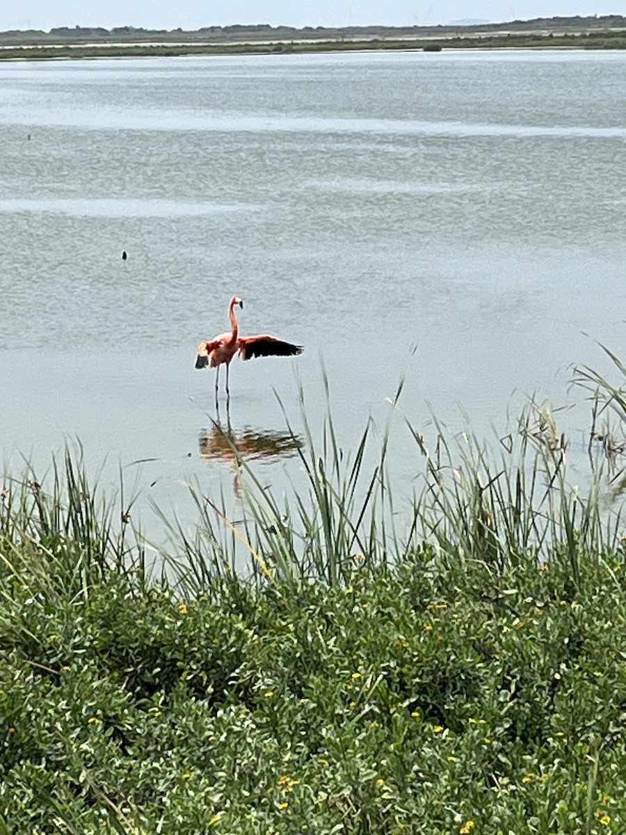 American Flamingo - Christopher Anderson