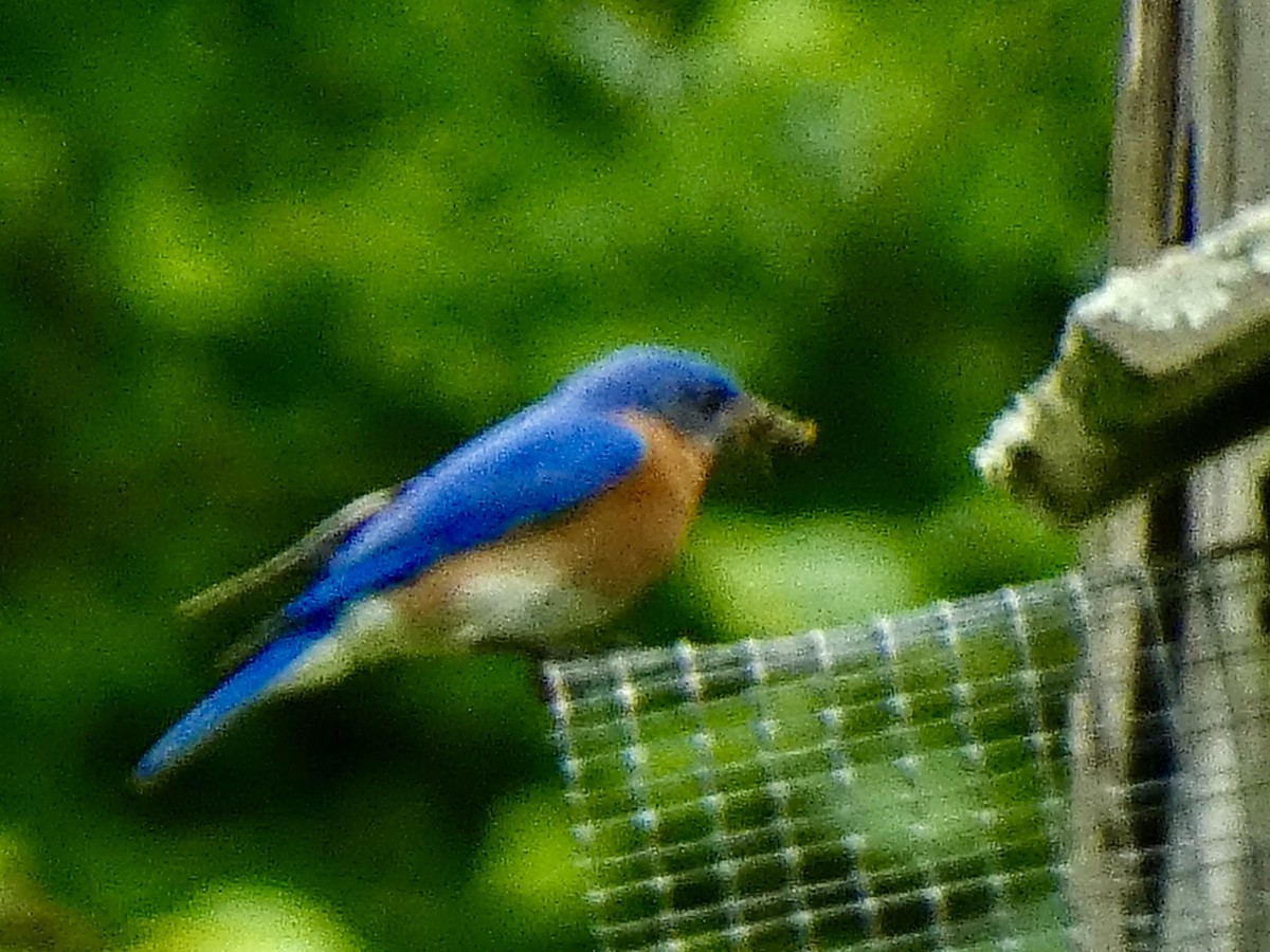 Eastern Bluebird - Connee Chandler